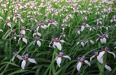 魔兽启动！爆火的“电子斗蛐蛐”起源竟是这个平台？